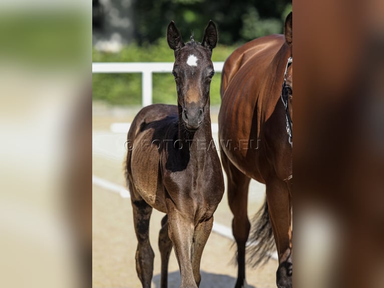 Deutsches Reitpony Hengst Fohlen (06/2025) 155 cm in Gresten
