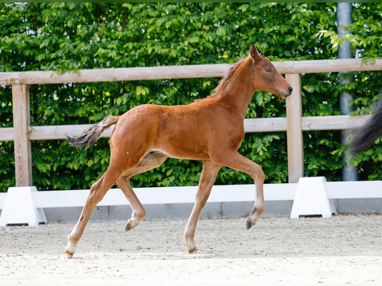 Deutsches Reitpony Hengst  Brauner in Bad Zwischenahn