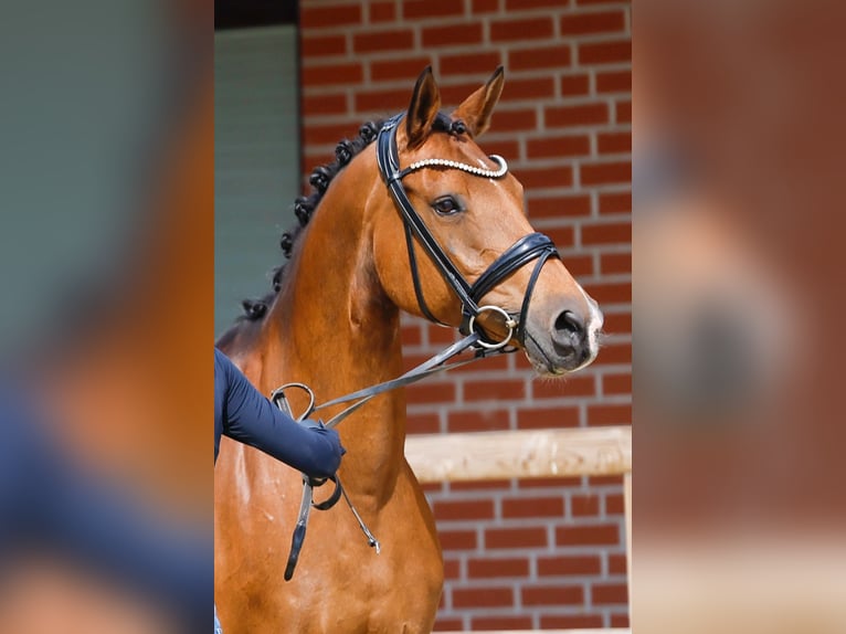 Deutsches Reitpony Hengst  Brauner in Bad Zwischenahn