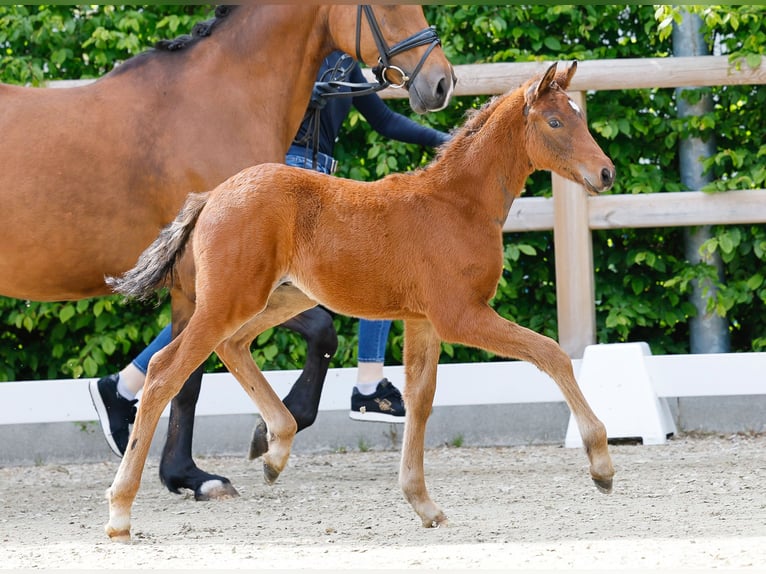 Deutsches Reitpony Hengst  Brauner in Bad Zwischenahn