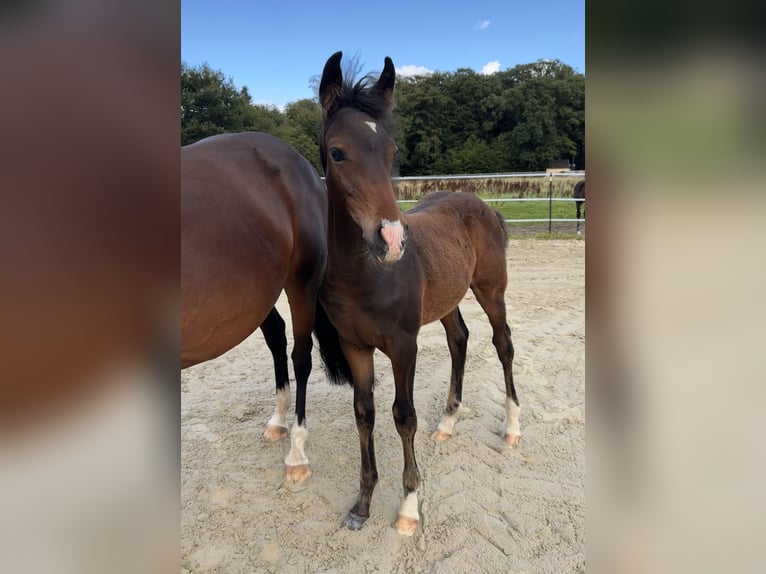 Deutsches Reitpony Hengst Fohlen (05/2025) Brauner in Bassum