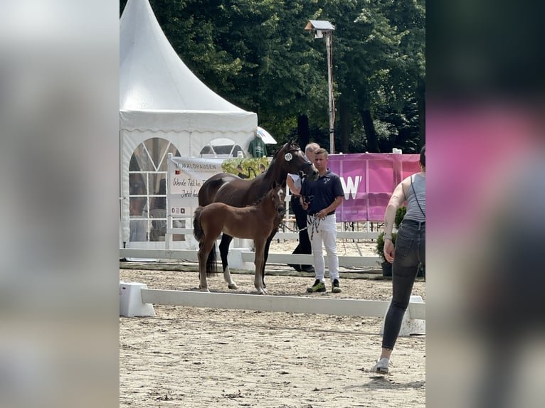 Deutsches Reitpony Hengst Fohlen (06/2024) Brauner in Dormagen