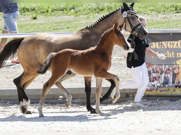 Deutsches Reitpony Hengst Fohlen (05/2025) Brauner in Gomadingen