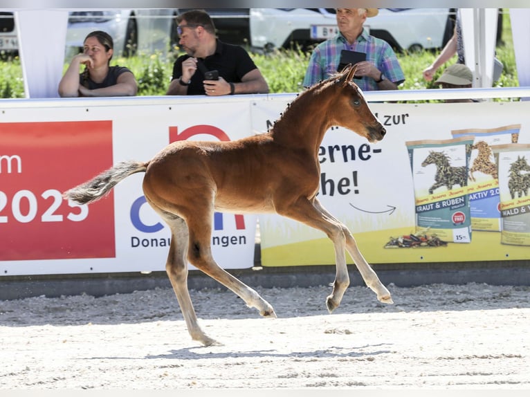 Deutsches Reitpony Hengst Fohlen (05/2025) Brauner in Gomadingen