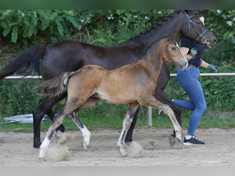 Deutsches Reitpony Hengst Fohlen (04/2026) Brauner in Lilienthal