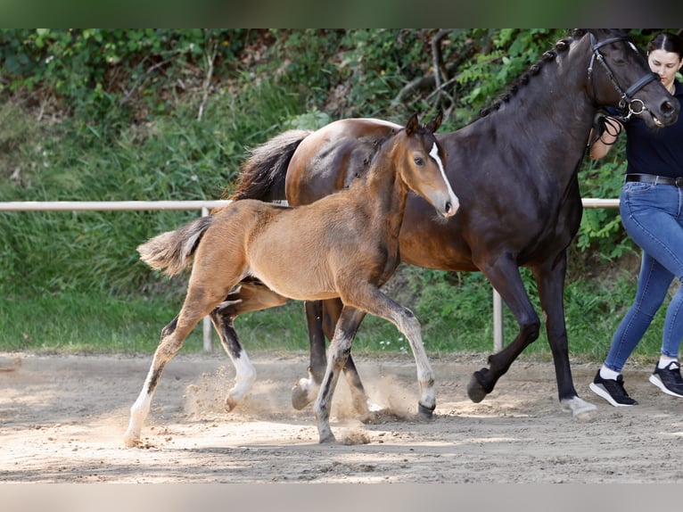 Deutsches Reitpony Hengst Fohlen (04/2026) Brauner in Lilienthal