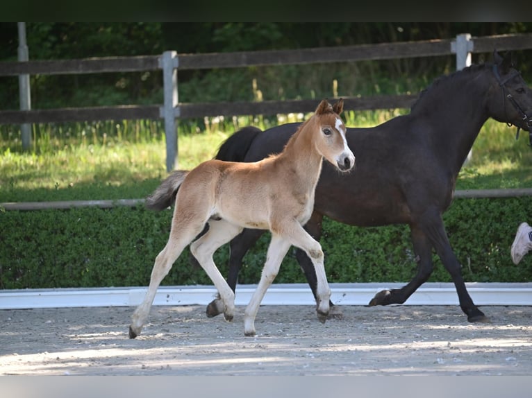 Deutsches Reitpony Hengst  Brauner in Marienflie&#xDF;