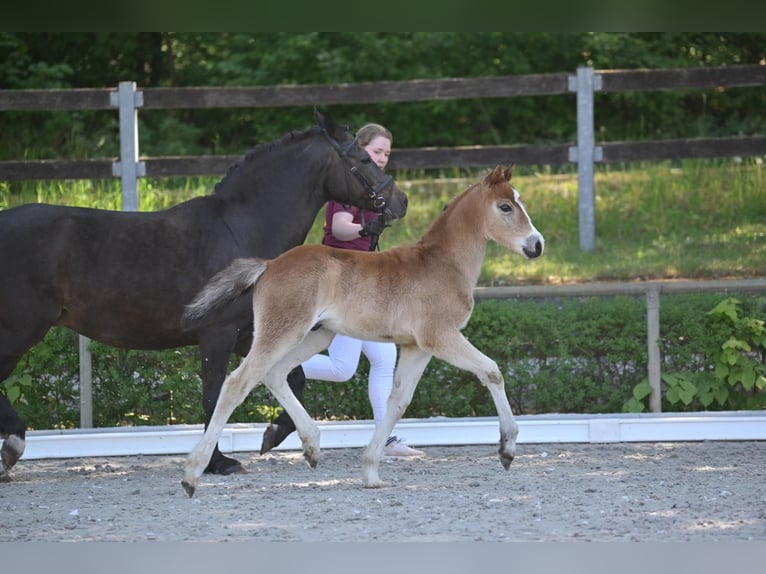 Deutsches Reitpony Hengst  Brauner in Marienflie&#xDF;