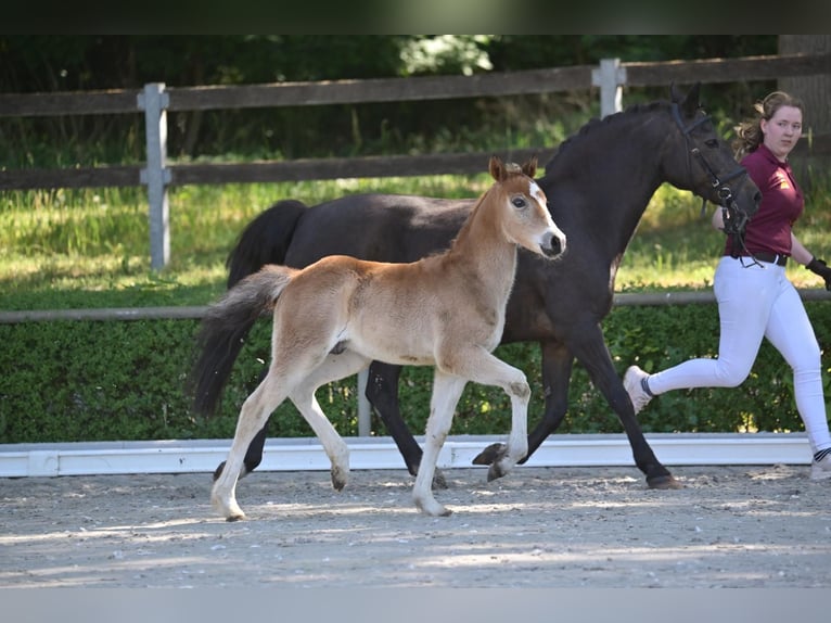 Deutsches Reitpony Hengst  Brauner in Marienflie&#xDF;