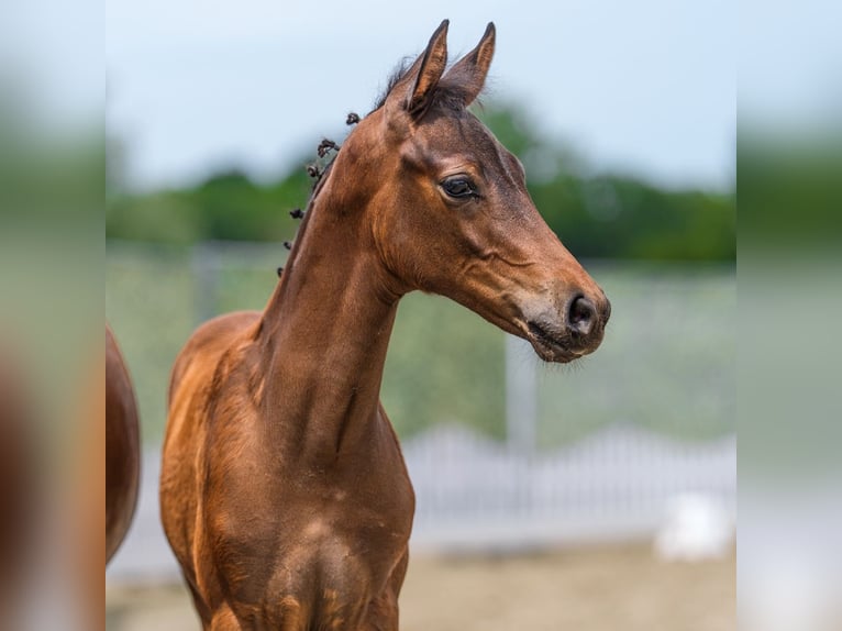 Deutsches Reitpony Hengst Fohlen (04/2026) Brauner in Mnster-Handorf