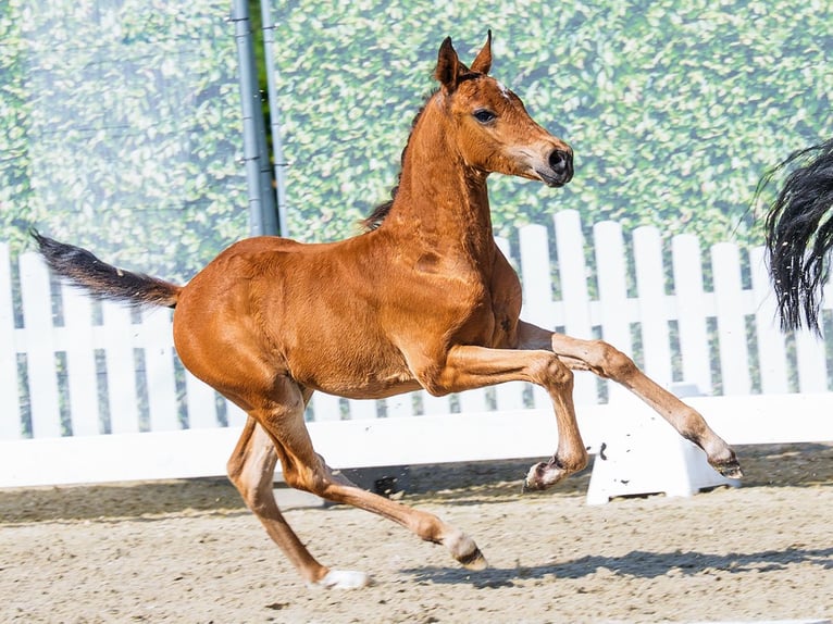 Deutsches Reitpony Hengst Fohlen (05/2026) Brauner in Mnster-Handorf