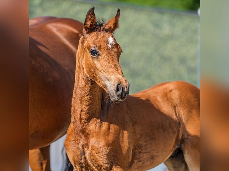 Deutsches Reitpony Hengst Fohlen (05/2026) Brauner in Mnster-Handorf