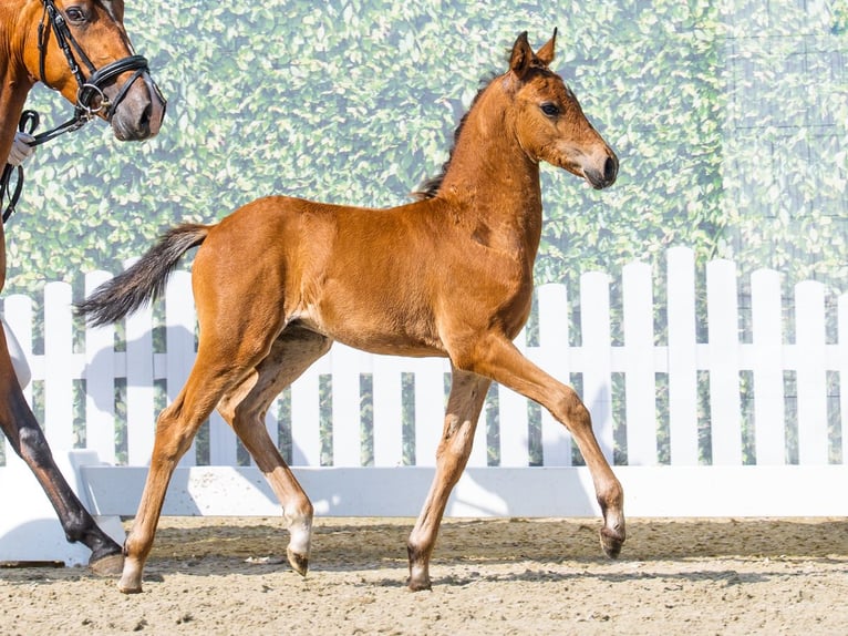 Deutsches Reitpony Hengst Fohlen (05/2026) Brauner in Mnster-Handorf