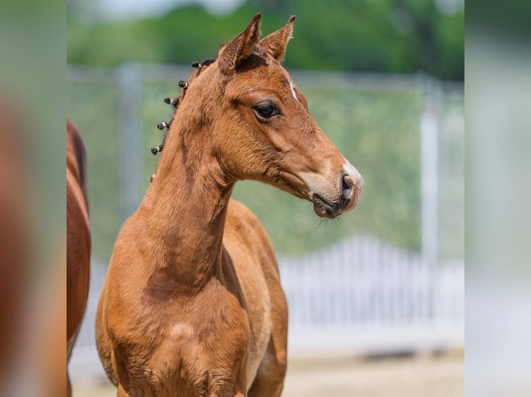 Deutsches Reitpony Hengst Fohlen (04/2026) Brauner in Mnster-Handorf