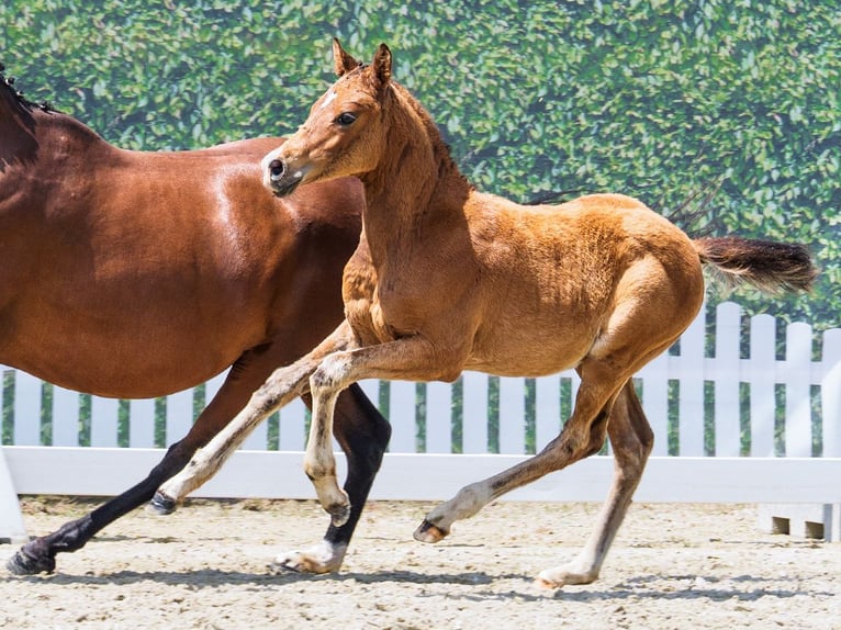 Deutsches Reitpony Hengst Fohlen (04/2026) Brauner in Mnster-Handorf
