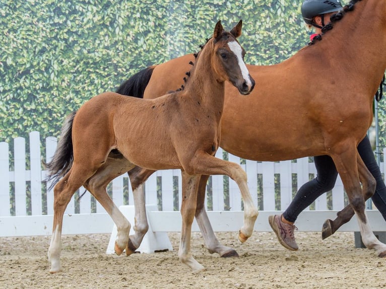 Deutsches Reitpony Hengst Fohlen (04/2026) Brauner in Mnster-Handorf