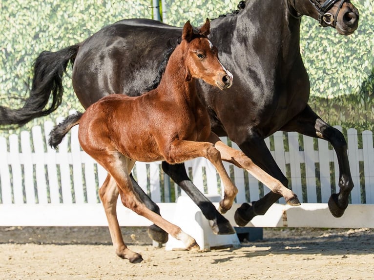 Deutsches Reitpony Hengst Fohlen (04/2026) Brauner in Münster-Handorf