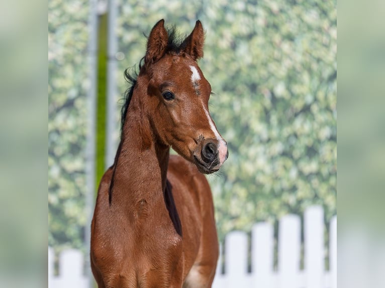 Deutsches Reitpony Hengst Fohlen (04/2026) Brauner in Münster-Handorf