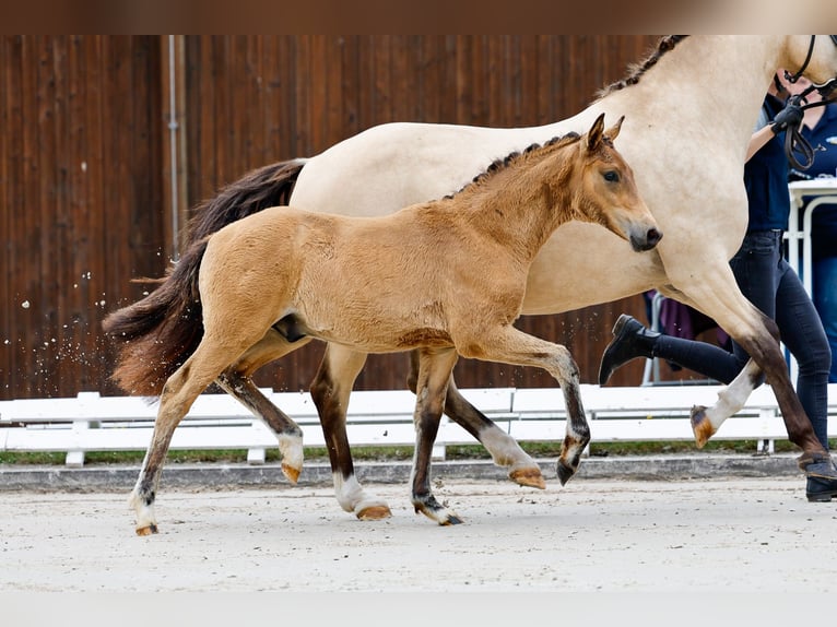 Deutsches Reitpony Hengst Fohlen (03/2025) Brauner in Neuhof / Poel