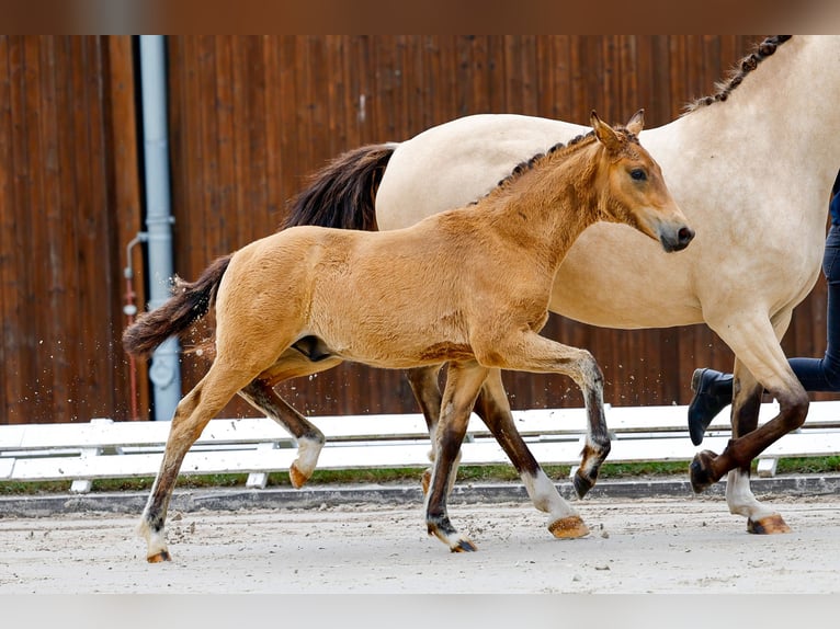Deutsches Reitpony Hengst Fohlen (03/2025) Brauner in Neuhof / Poel