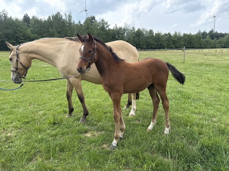 Deutsches Reitpony Hengst  Brauner in Heinzenbach