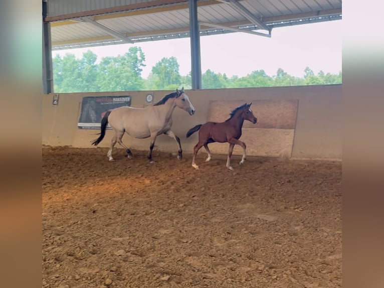 Deutsches Reitpony Hengst  Brauner in Heinzenbach