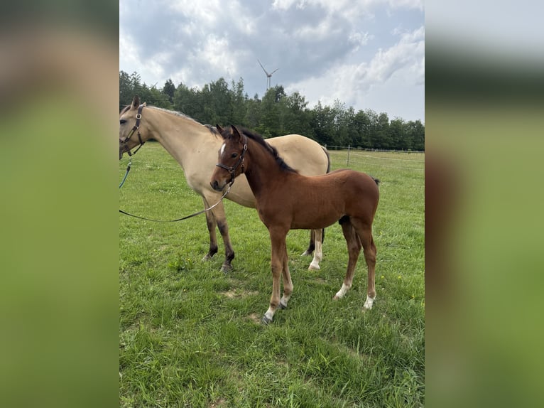 Deutsches Reitpony Hengst  Brauner in Heinzenbach