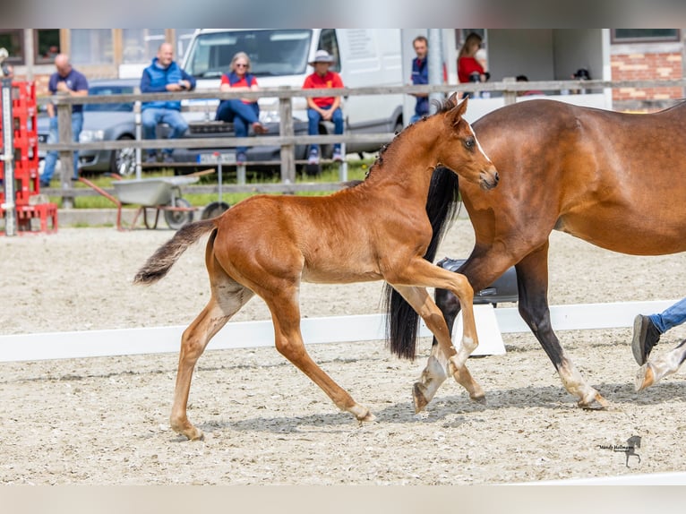 Deutsches Reitpony Hengst Fohlen (04/2024) Brauner in Essen (Oldenburg)