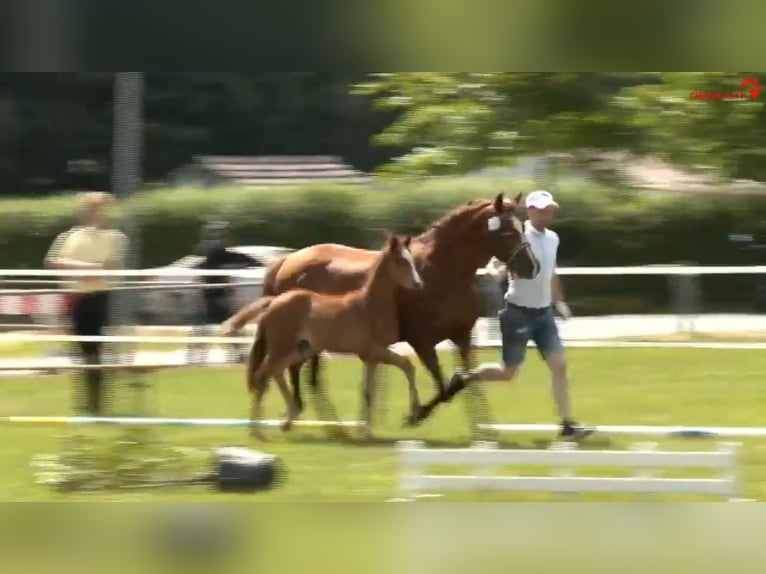Deutsches Reitpony Hengst  Brauner in Derental