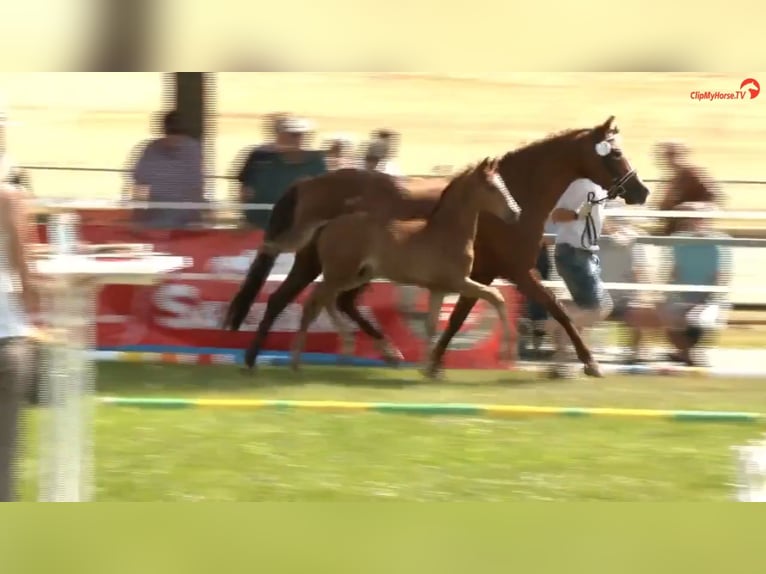 Deutsches Reitpony Hengst  Brauner in Derental