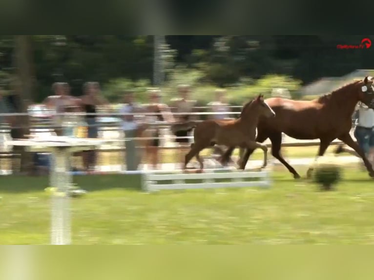 Deutsches Reitpony Hengst  Brauner in Derental