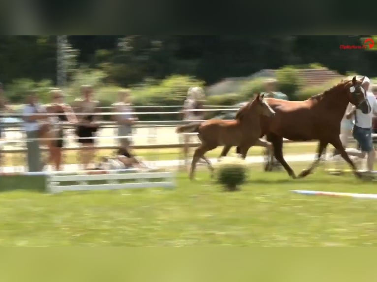 Deutsches Reitpony Hengst  Brauner in Derental