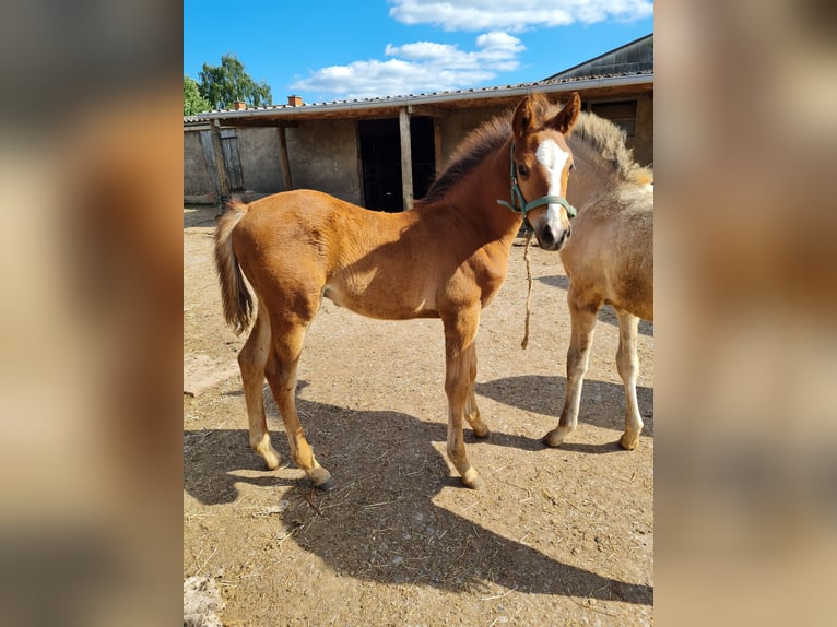 Deutsches Reitpony Hengst  Brauner in Derental