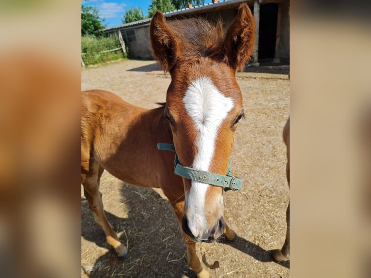 Deutsches Reitpony Hengst  Brauner in Derental