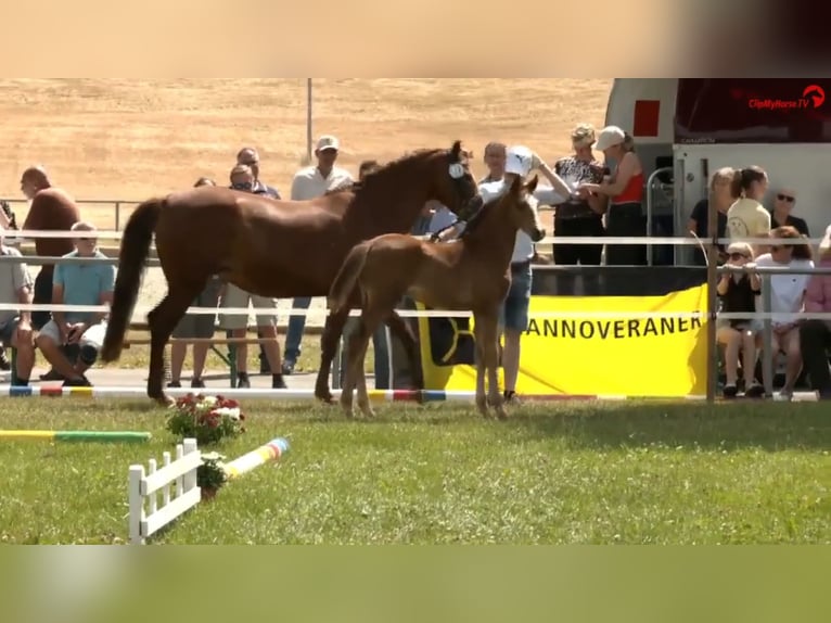 Deutsches Reitpony Hengst  Brauner in Derental