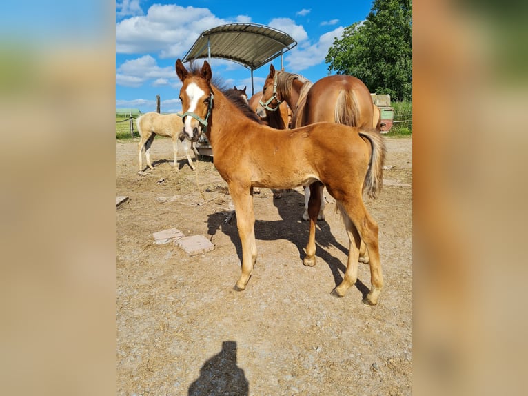 Deutsches Reitpony Hengst  Brauner in Derental