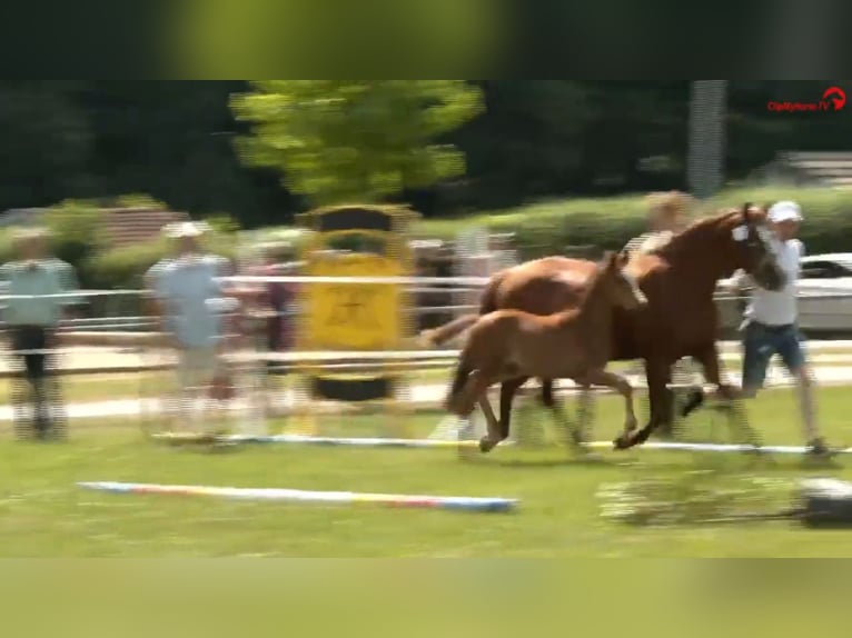 Deutsches Reitpony Hengst  Brauner in Derental