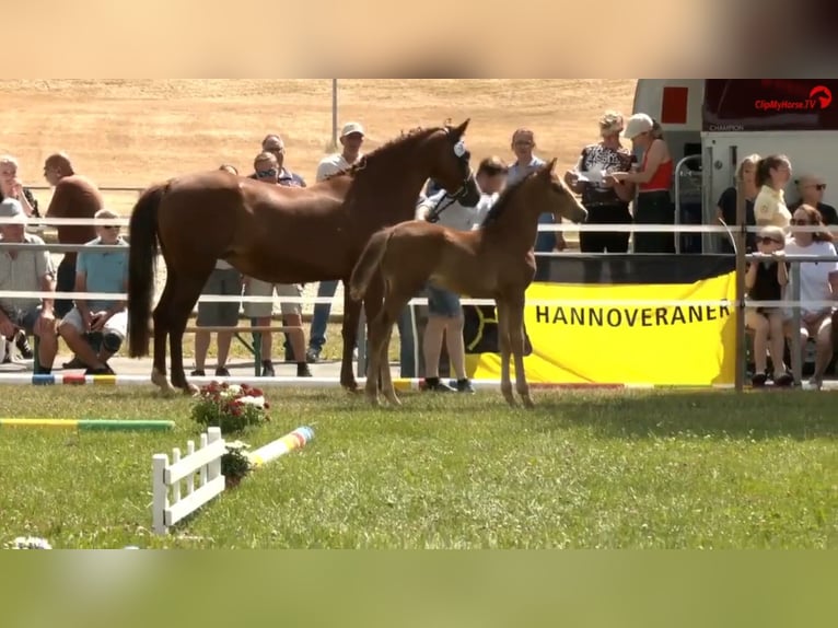 Deutsches Reitpony Hengst  Brauner in Derental