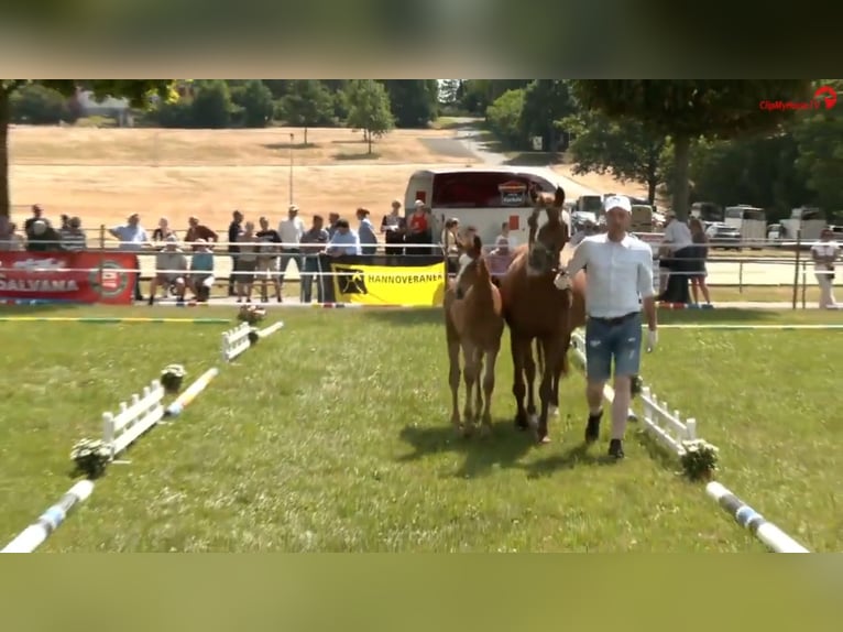 Deutsches Reitpony Hengst  Brauner in Derental