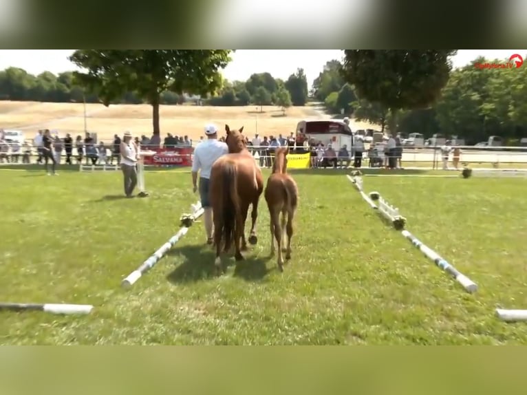Deutsches Reitpony Hengst  Brauner in Derental