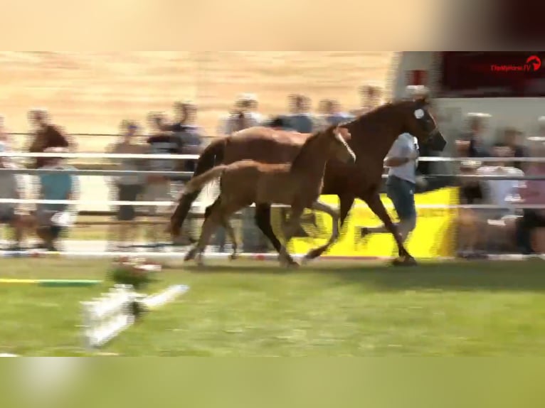 Deutsches Reitpony Hengst  Brauner in Derental