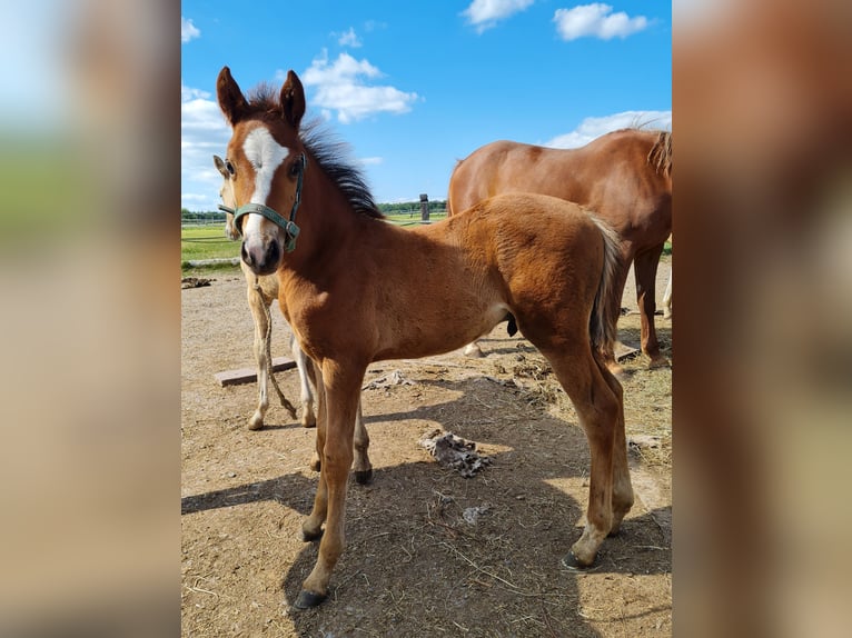 Deutsches Reitpony Hengst  Brauner in Derental