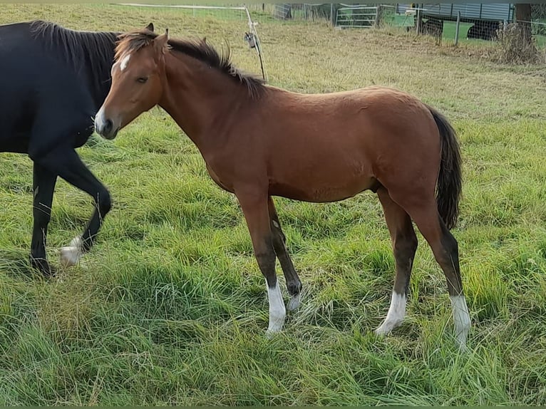 Deutsches Reitpony Hengst Fohlen (04/2026) Brauner in Freden (Leine)