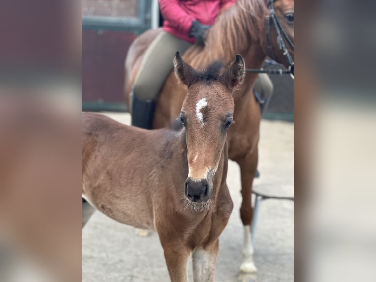 Deutsches Reitpony Hengst Fohlen (04/2023) Brauner in Hollenstedt