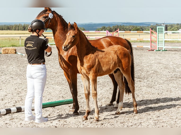 Deutsches Reitpony Hengst Fohlen (04/2026) Brauner in NusplingenNusplingen