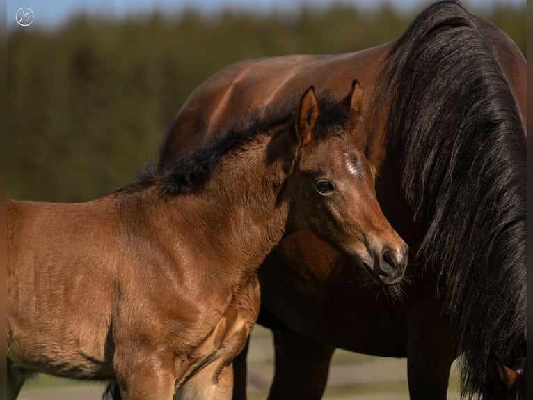 Deutsches Reitpony Hengst Fohlen (04/2026) Brauner in NusplingenNusplingen