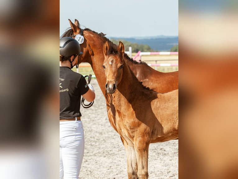 Deutsches Reitpony Hengst Fohlen (04/2026) Brauner in NusplingenNusplingen