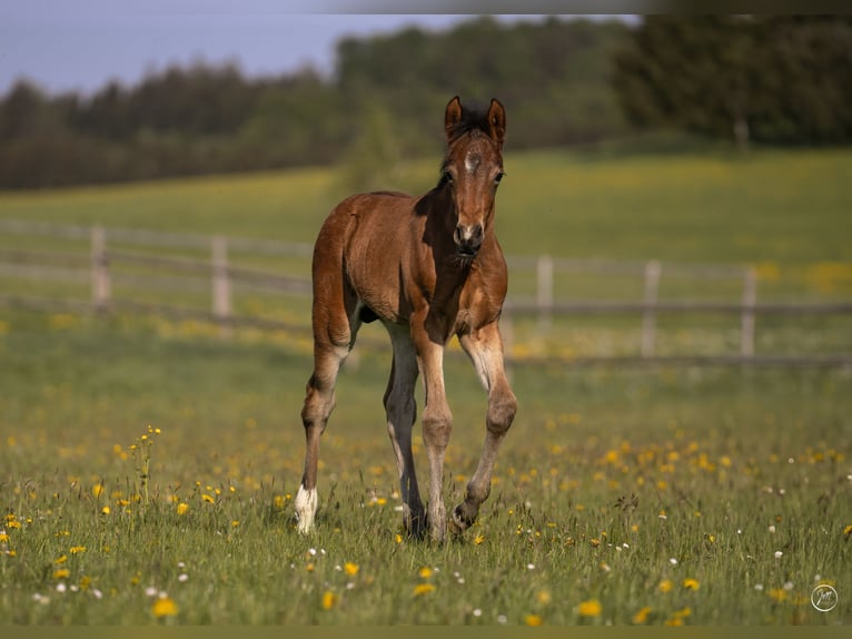 Deutsches Reitpony Hengst Fohlen (04/2026) Brauner in NusplingenNusplingen