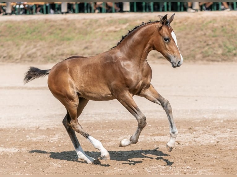 Deutsches Reitpony Hengst Fohlen (05/2024) Brauner in Pitten