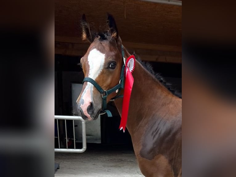 Deutsches Reitpony Hengst  Brauner in Pitten